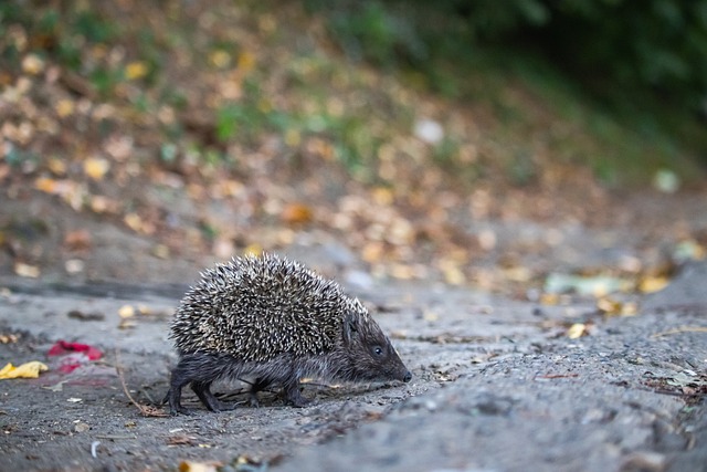黄蜂和步行 黄蜂和步行